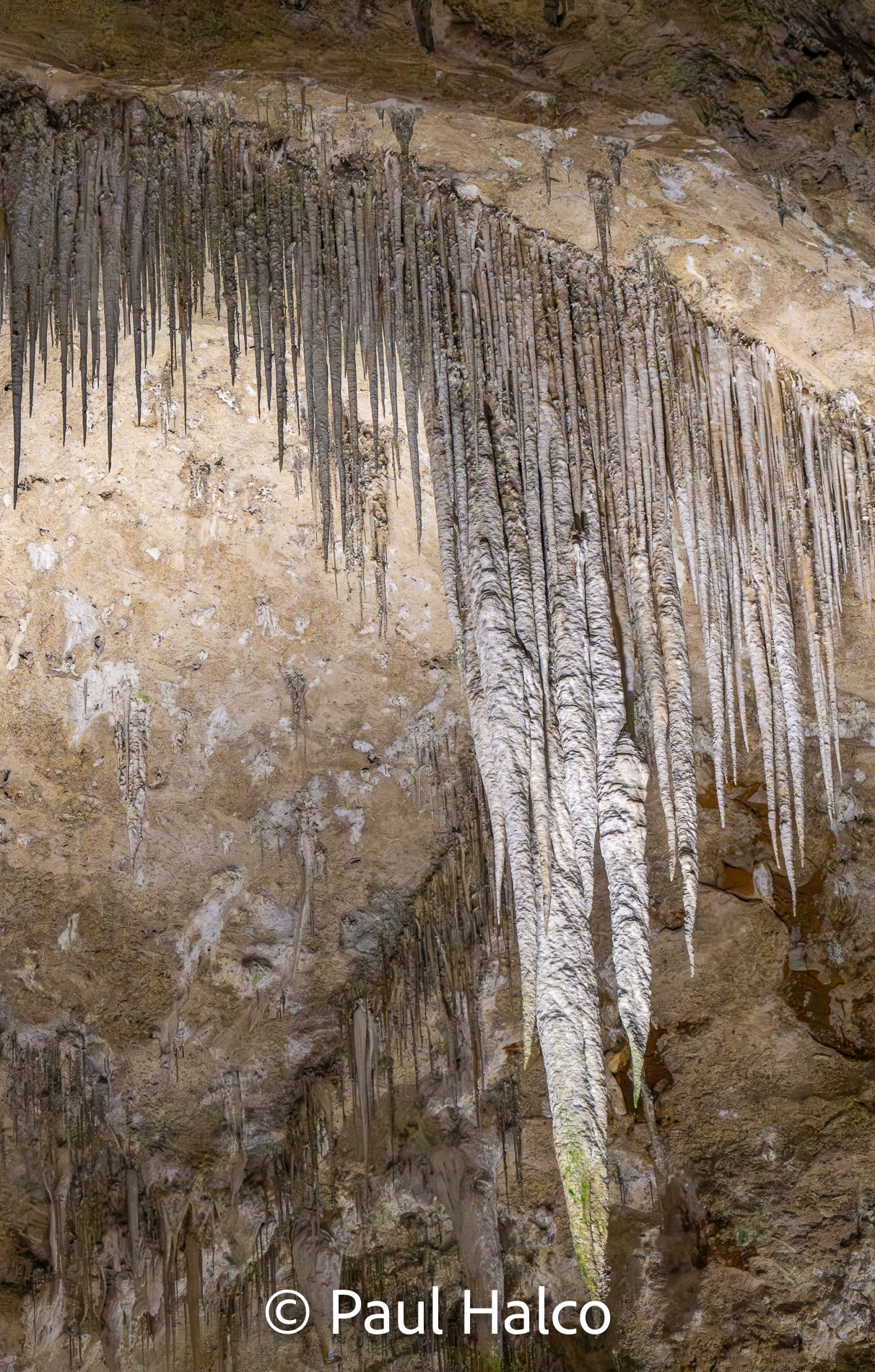 Paul Halco - Caralsbad Cavern NP-5